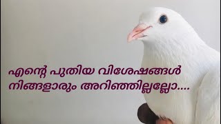 Ente pravukal (എന്റെ പ്രാവിൻ പുതിയ വിശേഷം)pigeon malayalam