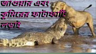 JAgUAR And CROCODILE BIG FIGHT. জাগুয়ার এবং কুমিরের বিশাল যুদ্ধ ।