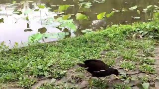 台北植物園-紅冠水雞