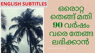 90-100 വർഷം വരെ കായ്ക്കുന്ന നീളൻ നാടൻ തെങ്ങുകൾ|tall coconut trees