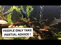 WHY I NO LONGER RECOMMEND KEEPING MULTIPLE RAINBOW SHARKS OR REDTAIL SHARKS TOGETHER