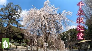 Kyoto Cherry blossoms \