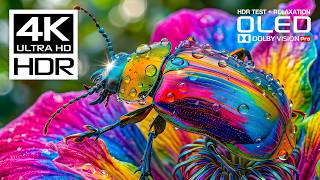 INSANE OLED HDR TEST 240FPS | BEST Nature Animals 4K Video Dolby Vision | 8K Ultra HD TV