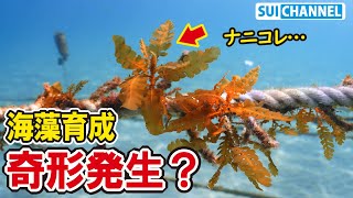 奇形発生！？卵から育てた海藻アカモクに異変が【海藻育成】