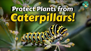 How to Get Rid of Caterpillars || How to Repel Caterpillars || How to Keep Caterpillars Away??