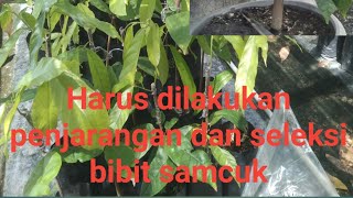 Penjarangan dan Seleksi Bibit sambung Pucuk#sambungpucukkakao #sambung