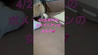 4/2生まれのポメラニアンの女の子💕色はウルフセーブルです🐶