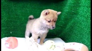 豆柴子犬2/8　男の子♂　摂州宝山荘　mameshiba dog Puppy （minishiba）