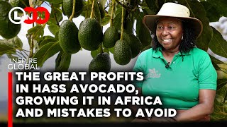How to Grow Hass Avocado, where the market is & mistakes to avoid in order to yield maximum profit