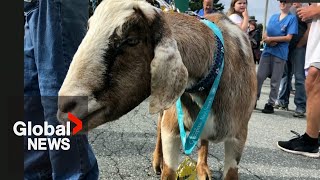 Escape goat: Joshua the runaway goat joins Newfoundland marathon, wins medal