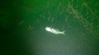 Barnegat New Jersey Ghost Net