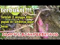 cara menanam ubi jalar dan pupuk terbaik agar hasil buah besar dan banyak