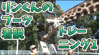 キリンのブーツ着脱トレーニング 1　The husbandry training to see if the Giraffe wants to put boots on #1