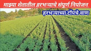 माझ्या शेतातील हरभऱ्याचे संपूर्ण नियोजन #दप्तरी 21 #अंकुर चिराग #farming