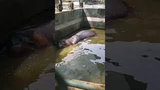 Thrissur Zoo / തൃശൂർ കാഴ്‌ച ബംഗ്ലാവ്