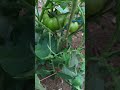 cultivando tomate manzano en las faldas volcan de agua