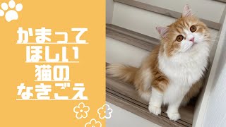 かまってほしい猫の鳴き声集 【ラガマフィン】