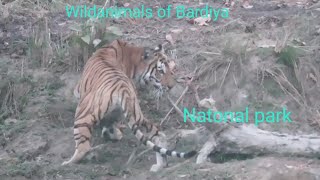 20 Different amazing sightings and moments with wildanimals at bardiya national Park,Nepal