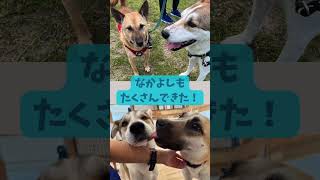 望月　：　里親募集中のワンコ in 生駒譲渡センター #Shorts #保護犬 #里親募集  #里親 #殺処分 #ワンコ #犬 #雑種 #譲渡 #動物愛護 #飼い方 #保護 #かわいい #dog