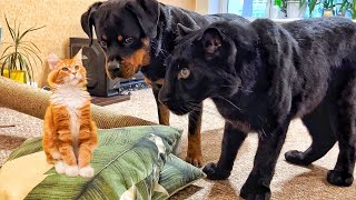 How the panther Luna and rottweiler Venza react to the cat🐕🐆😸/ Luna loves smoked ribs🙈