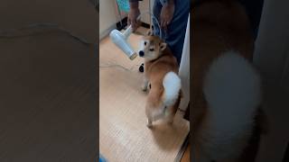 こむぎの朝のルーティーン #dog #ポメ柴 #柴犬との暮らし #柴犬 #愛犬#いぬのいる生活