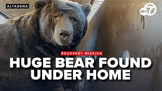 Bear-y tight squeeze: 525-pound bear takes refuge under evacuated Altadena home