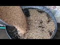 wheat washing process for making plain flour آٹا پسوانے کیلئے گندم کی دھلائی our village food