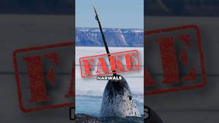 Narwhals