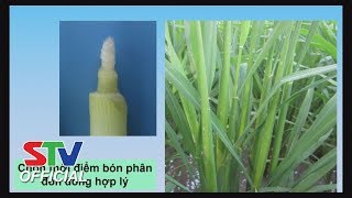 Lúa 45 Ngày Bón Phân Đón Đòng Được Hay Không?