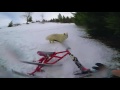 riding snowtrike with freeride skis