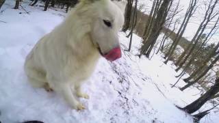 Riding Snowtrike With Freeride Skis