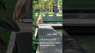 大笨鳥-黑冠麻鷺：台灣路邊最呆萌的鳥！🦅 [Black-crowned Night Heron: Taiwan's Most Chill Bird #shorts #short