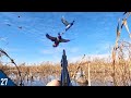 30 MINUTE Mallard LIMIT! (All Drakes) | Decoying DUCKS Into FIVE YARDS!