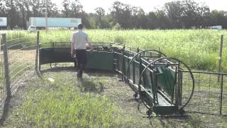 Lakeland Group   Sheep Running Through the Lakeland Sheep Crowding Tub and Chute System