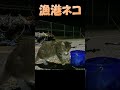 釣った魚で遊ぶネコ　cat playing with fish　 shorts