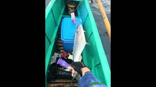 Jigging 100 grams lure.. good catch 8kg tangigi (King fish)