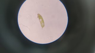 Lepocinclis oxyuris or Euglena #microscope #experiments #microbiology @Dr.MuhammadSalmanRasool