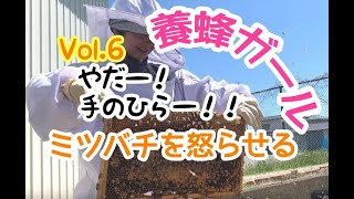 超初心者！”養蜂ガール” Vol.6 2019.5.3 ミツバチを怒らせる(A群)