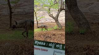 ಪಟ್ಟೆ ಕತ್ತೆ ಕಿರುಬ  ನೀವು ಒಂದು ಸಾರಿ ನೋಡಿದರೆ ಬೆರಗಾಗುವುದು ಖಂಡಿತ!