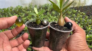 Secret of fertilizer to make desert rose seedlings grow and fatten the caudex also helps it to fl...