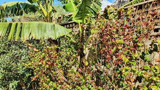 Will My Brazilian Cherry Tree Fruit After Waiting 5 Years??