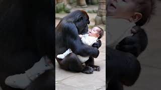 Gorilla holding baby #kindness #cute #lovely #orange #sharing