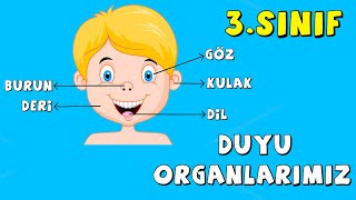 3.Sınıf Fen Bilgisi Duyu Organları ve Görevleri