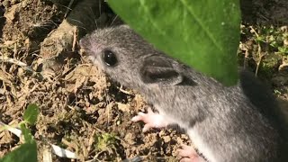 a day in the life of a FIELD MOUSE (natural habitat)