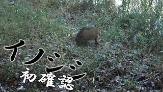 イノシシ初確認