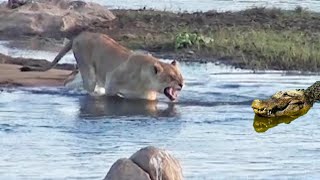 عالم الحيوان🌍\