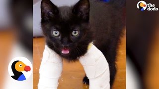 Kittens With Twisted Legs Get Tiny Casts | The Dodo