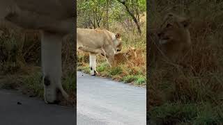 Mommy Lion Teaches Cub a Lesson