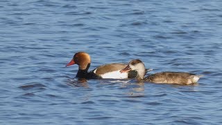 Zrzohlávka rudozobá (Netta rufina),Kolbenente,Red-crested pochard 4K