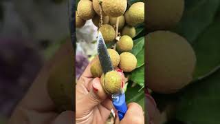 Longan Fresh on Tree #longan